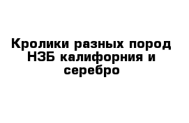 Кролики разных пород НЗБ калифорния и серебро 